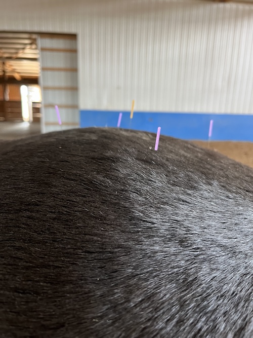 equine acupuncture