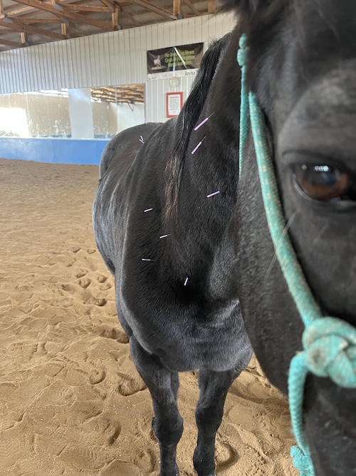 equine acupuncture