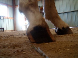 Equine Club Foot